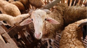 4 Tips Mengolah Daging Kambing dengan Aman untuk Asupan Nutrisi Maksimal