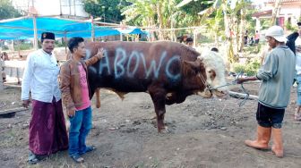 Bukan Hanya ke Ponpes, Prabowo Salurkan Puluhan Hewan Kurban ke Ormas Keagamaan di Jatim