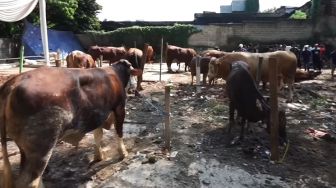 Waspada! Jangan Makan Daging Kurban Terkena Penyakit Antraks