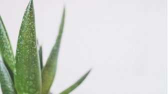3 Kegunaan Aloe Vera untuk Rambut, Buat Rambut jadi Lebih Lembut!