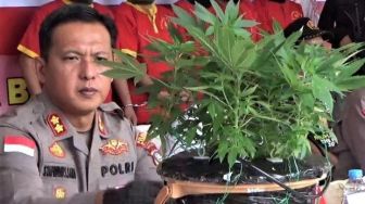 Pemuda di Batam Tertangkap Basah Tanam Ganja di Halaman Rumah Pakai Pot Hidroponik
