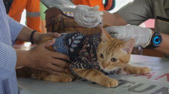 Vaksinasi Rabies Hewan Peliharaan di DKI Jakarta