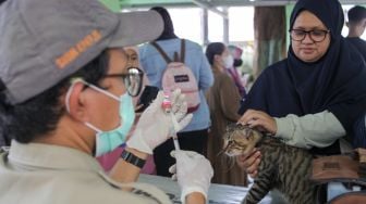 Petugas memasukan dosis vaksin rabies untuk disuntikan ke kucing di Kantor Kelurahan Manggarai Selatan, Jakarta Selatan, Senin (10/7/2023). [Suara.com/Alfian Winanto]