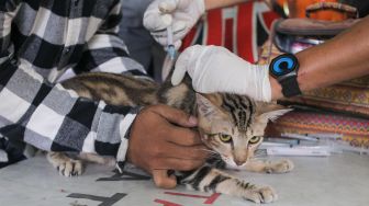 Petugas memasukan dosis vaksin rabies untuk disuntikan ke kucing di Kantor Kelurahan Manggarai Selatan, Jakarta Selatan, Senin (10/7/2023). [Suara.com/Alfian Winanto]