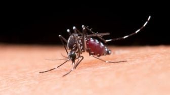 Apa Itu Nyamuk Anopheles? Kenali Habitat Hewan Penyebab Malaria Ini!