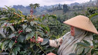 Petani Kopi Sumsel Semringah, Harga Panen Tembus Rp110 Ribu Per Kilogram