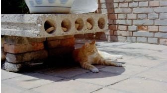 5 Tips Mencegah Heatstroke pada Kucing, Jaga Mereka Tetap Sejuk