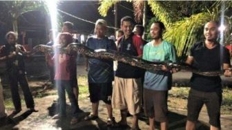 Warga Perumahan Meral Karimun Tangkap Ular Piton Panjang 5 Meter di Selokan