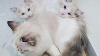 3 Kucing Lucu Peliharaan Jaemin NCT, Yuk Kenalan sama Luna, Lucy, dan Luke!