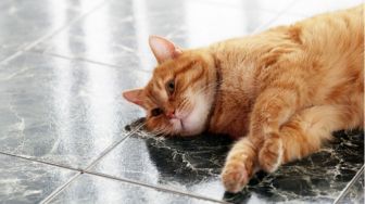 7 Alasan Kucing Suka Guling-Guling di Lantai, Benarkah Tanda Bahagia?