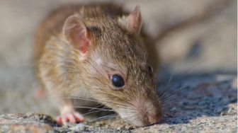 5 Cara Mengatasi Gigitan Tikus yang Wajib Kamu Ketahui