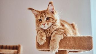 3 Penyebab Ailurophobia, Rasa Takut Secara Belebihan pada Kucing