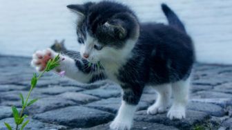 Kenali 5 Tanda Kucing Sedih yang Jarang Diketahui, Cat Lovers Harus Tahu!