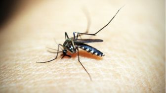5 Cara Efektif Mengusir Nyamuk saat Musim Hujan, Waspada Penyakit!