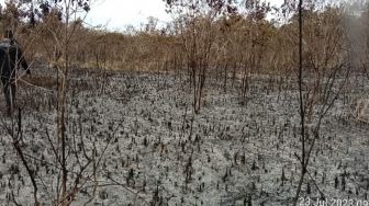 Persoalan Klasik Kebakaran Hutan TNWK di Musim Kemarau, Ulah Para Pemburu Liar?