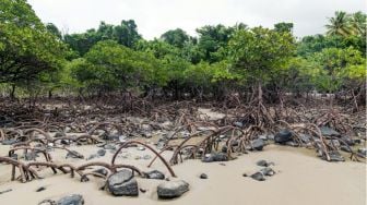 Pelestarian Hutan Mangrove dalam Menjaga Kestabilan Ekosistem di Alam