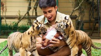 Tanggapi Kasus Kematian Anak Harimau Alshad Ahmad, WWF Indonesia: Satwa Liar Bukan Peliharaan!