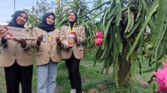 Bantu Petani yang Rugi Besar, Mahasiswa UGM Ubah Buah Naga Tanah Merah jadi Bernilai Tinggi