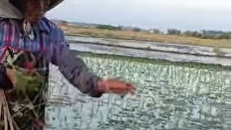 Unik! Bukan Mundur atau Maju, Petani Ini Tanam Padi Pakai Cara Dilempar