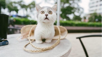 Berkaki Pendek dan Kekar, 5 Fakta Menarik Kucing Munchkin yang Harus Kamu Tahu