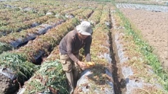 Dihantam Embun Es, Tanaman Kentang di Kawasan Dieng Banjarnegara Gagal Panen