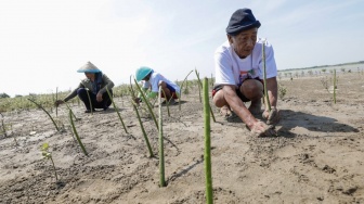 Sumsel Miliki 28 Persen Kawasan Mangrove Sumatera, Berikut Fungsinya