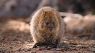 Mamalia yang Murah Senyum, 5 Fakta Menarik Quokka yang Harus Kamu Tahu