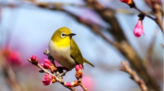 Mengenal Ornithophobia, Ketakutan Berlebihan Terhadap Burung dan Unggas