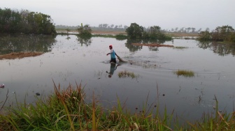 Muara Sungai Opak Tersumbat Pasir, Puluhan Hektare Lahan Pertanian di Bantul Terendam Banjir