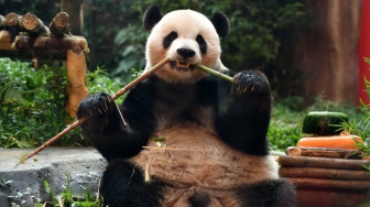 Seekor Giant Panda (Ailuropoda melanoleuca) bernama Cai Tao memakan batang bambu saat perayaan ulang tahun di Istana Panda, Taman Safari Indonesia, Cisarua, Kabupaten Bogor, Jawa Barat, Sabtu (5/8/2023). [ANTARA FOTO/Arif Firmansyah/aww]