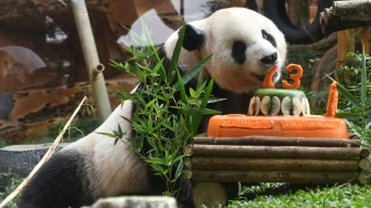 Seekor Giant Panda (Ailuropoda melanoleuca) bernama Cai Tao memakan wortel saat perayaan ulang tahun di Istana Panda, Taman Safari Indonesia, Cisarua, Kabupaten Bogor, Jawa Barat, Sabtu (5/8/2023). [ANTARA FOTO/Arif Firmansyah/aww]