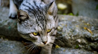Cat Lovers Wajib Tahu, Ini 6 Alasan Kucing Kabur dari Rumah