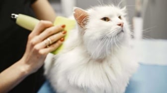 8 Tips Merawat Kucing Berbulu Panjang agar Tidak Mudah Rontok