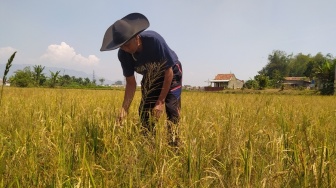 4 Perbedaan Utama El Nino dengan Musim Kemarau, Tak Sekadar Lebih Panas