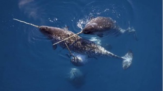 Bertanduk dan Penyelam Handal, Kenali Paus Narwhal yang Mirip Seperti Mayat