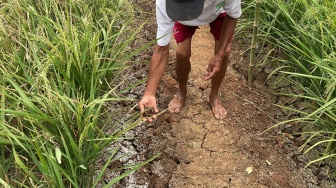 Kemarau Panjang, Petani Mustikasari Bekasi Keluarkan Uang Rp400 Ribu Demi Mengairi Sawah