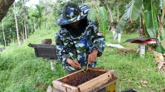 Seorang peternak memanen madu lebah gala-gala atau kelulut (Apis trigona) di kawasan Sungai Bangek, Padang, Sumatera Barat, Sabtu (12/8/2023). [ANTARA FOTO/Muhammad Arif Pribadi/tom]