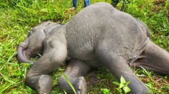 Berduka Lagi, Anak Gajah Riau Mati di Peringatan Hari Gajah Sedunia