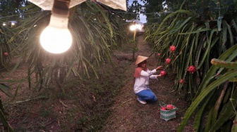 Program Electrifying Agriculture PLN Sukses Dukung Produktivitas 6.167 Petani