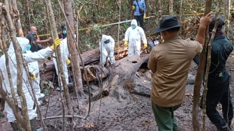 BREAKING NEWS! Gajah Sumatera Ditemukan Mati di Hutan Way Kambas, Organ Sudah Membusuk