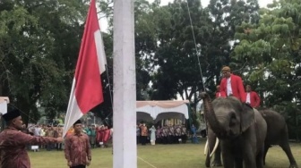 Tiga Ekor Gajah Sumatera Ikut Kibarkan Bendera Merah Putih di HUT RI