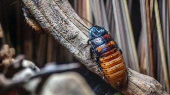 Mengenal Katsaridaphobia, Fobia Terhadap Serangga Kecoa