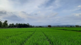 Sebuah Paradoks: Indonesia Negara Agraris, Tapi Doyan Impor Beras