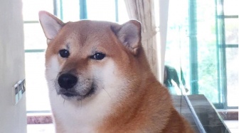 Profil Cheems Balltze, Anjing Shiba Inu Senyumnya Viral Jadi Meme, Kini Telah Mati Karena Kanker