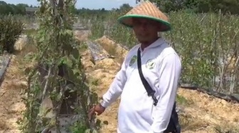 Hujan Tak Kunjung Turun, Petani Buah di Balikpapan Terancam Gagal Panen