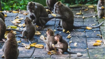 Ubud Monkey Forest, Menikmati Udara Segar di Suaka Hutan Monyet