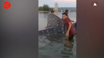 Hiu Tutul Terperangkap Nelayan di Aceh, Langsung Dilepas ke Laut