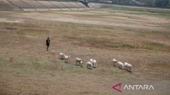 Antisipasi Fenomena El Nino, Peneliti BRIN Sarankan Petani Beralih untuk Menanam Pajale