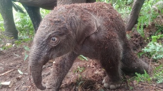 Lisa Melahirkan, Anggota 'Keluarga' Gajah di Taman Nasional Tesso Nilo Bertambah