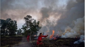 267 Ribu Hektare Hutan dan Lahan di RI Kebakaran, Ludes Dilahap Si Jago Merah